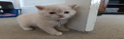 British Shorthair cats for sale: GCCF registered cream and lilac BSH - Advert 4