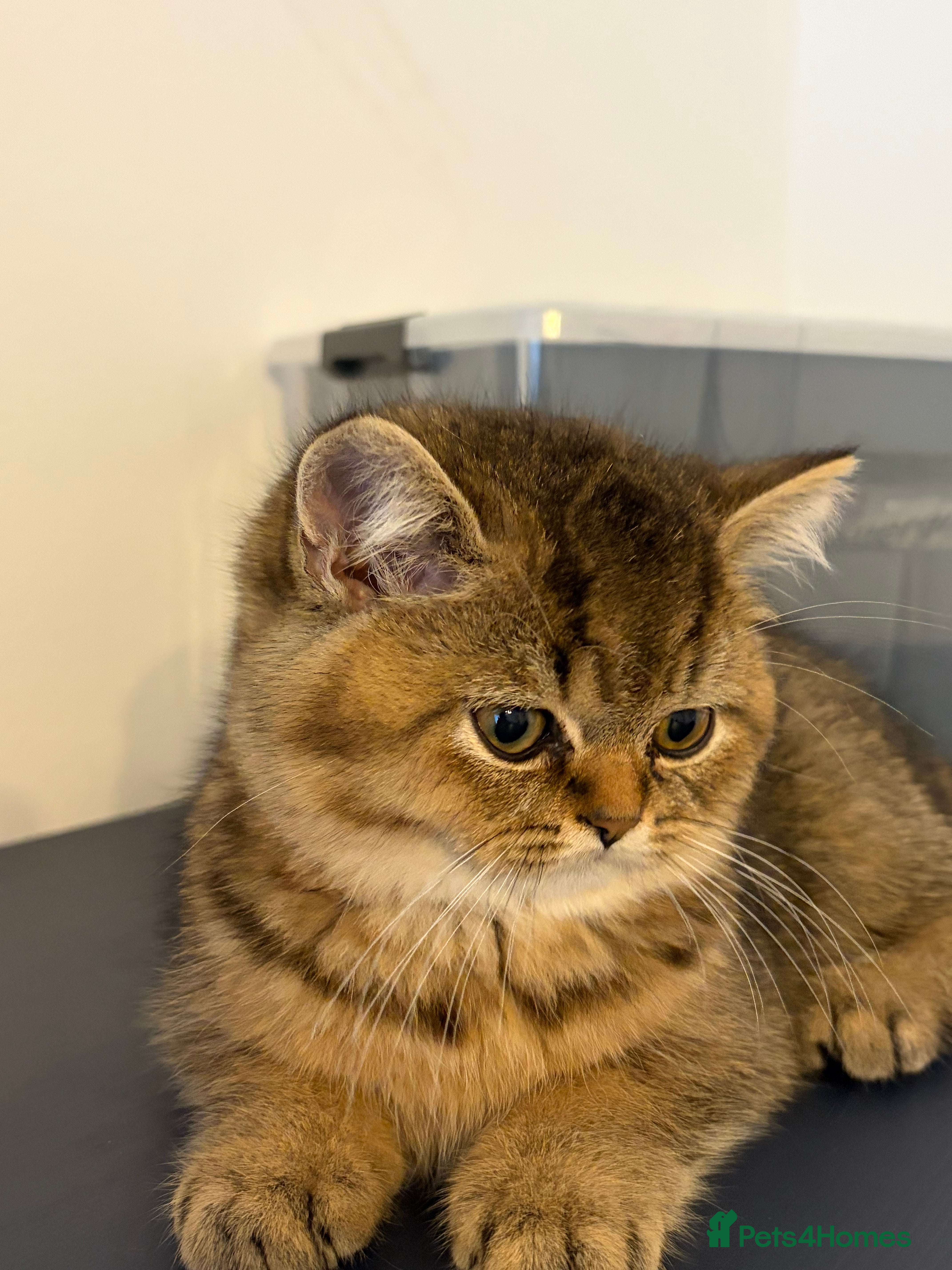 British Shorthair cats British shorthairs for sale - Advert 2