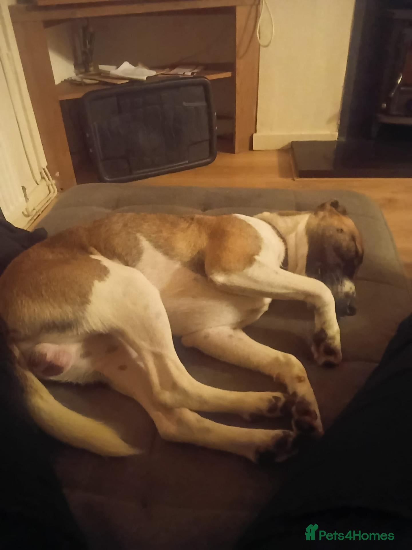 Mixed Breed dogs Plumber Terrier  - Advert 1