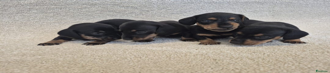 Dachshund Puppy 3