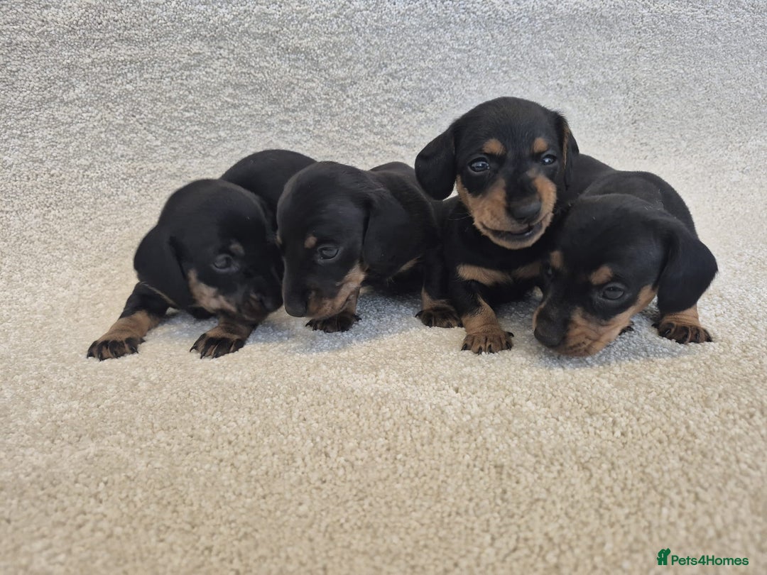 Dachshund dogs for sale: BEAUTIFUL MINI DACSHUNDS - Image 16
