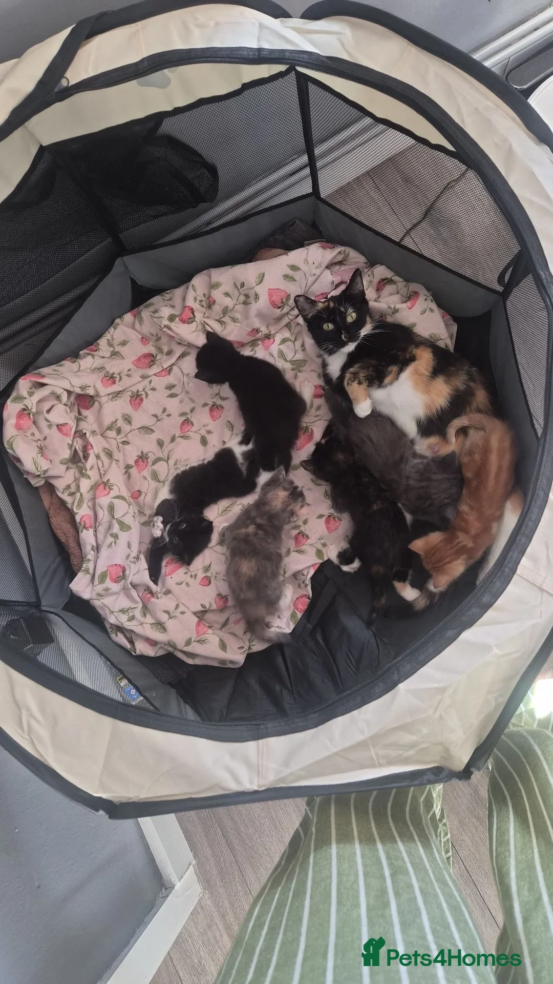 British Shorthair cats for sale: 6 Beautiful kittens looking for their forever home - Advert 2