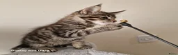 Maine Coon cats for sale: Licensed breeder-maine coon kittens - Advert 16