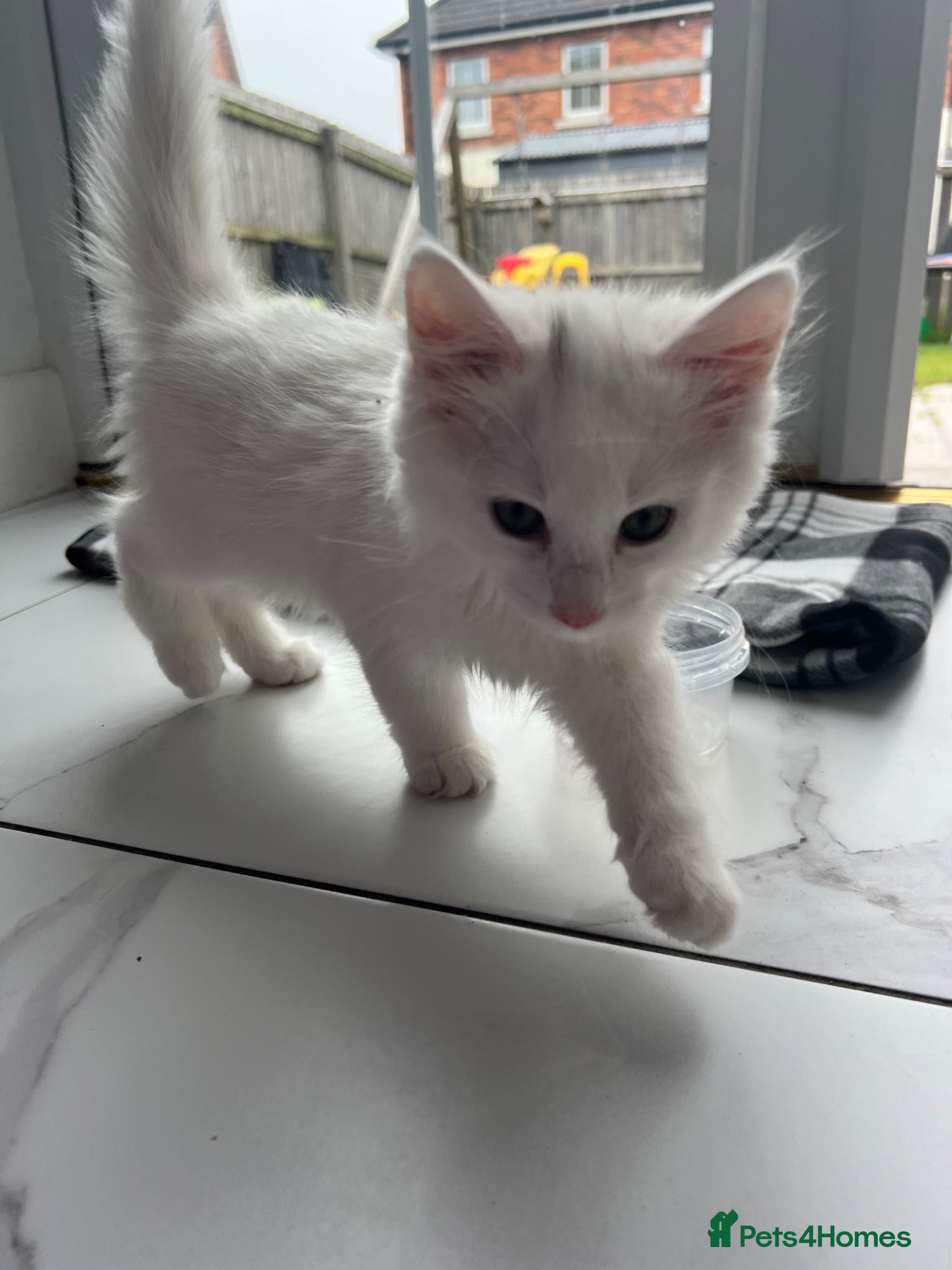 British Longhair cats White kitten  - Advert 1
