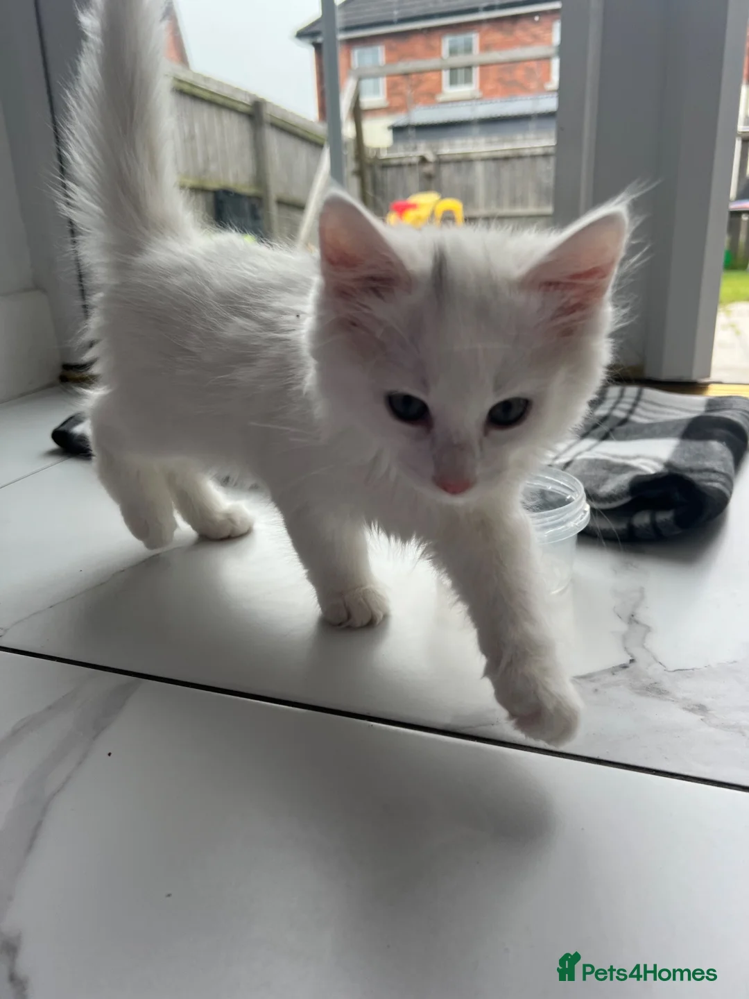 British Longhair cats for sale: White kitten  - Advert 1