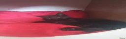 Mixed Breed cats for sale: Two Adorable Kittens Looking for Loving Homes - Advert 11