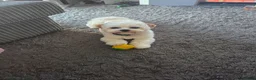 Shih Tzu dogs for stud: Beautiful studd available  in Dudley - Advert 2
