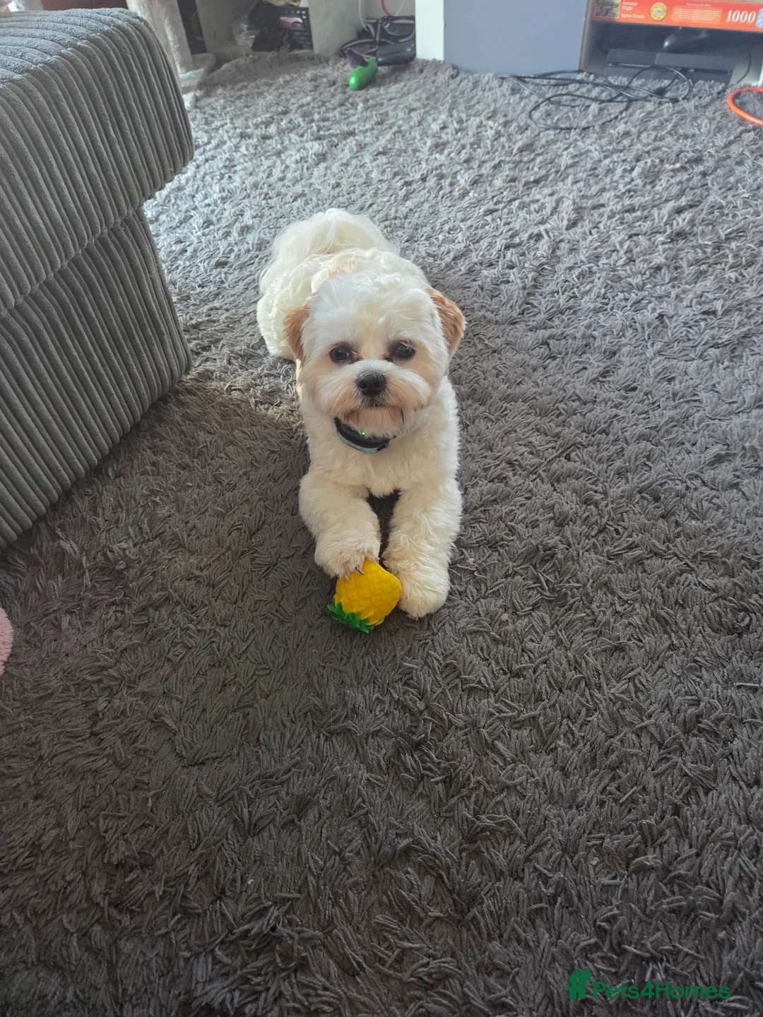 Shih Tzu dogs for stud: Beautiful studd available  in Dudley - Advert 2