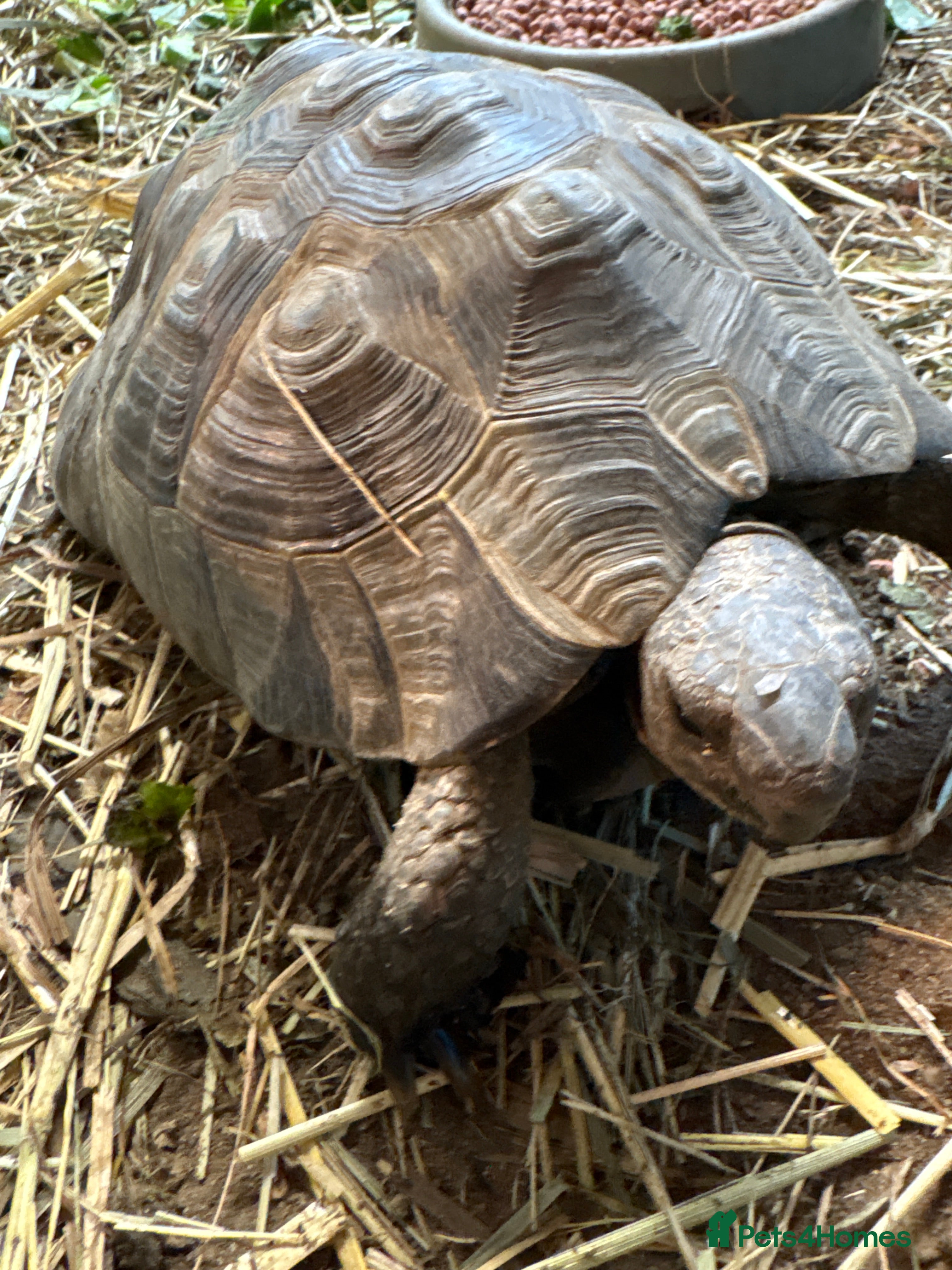 Tortoise reptiles Male tortoises looking for forever home - Advert 1