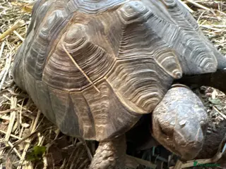 Tortoise reptiles Male tortoises looking for forever home - Advert 3