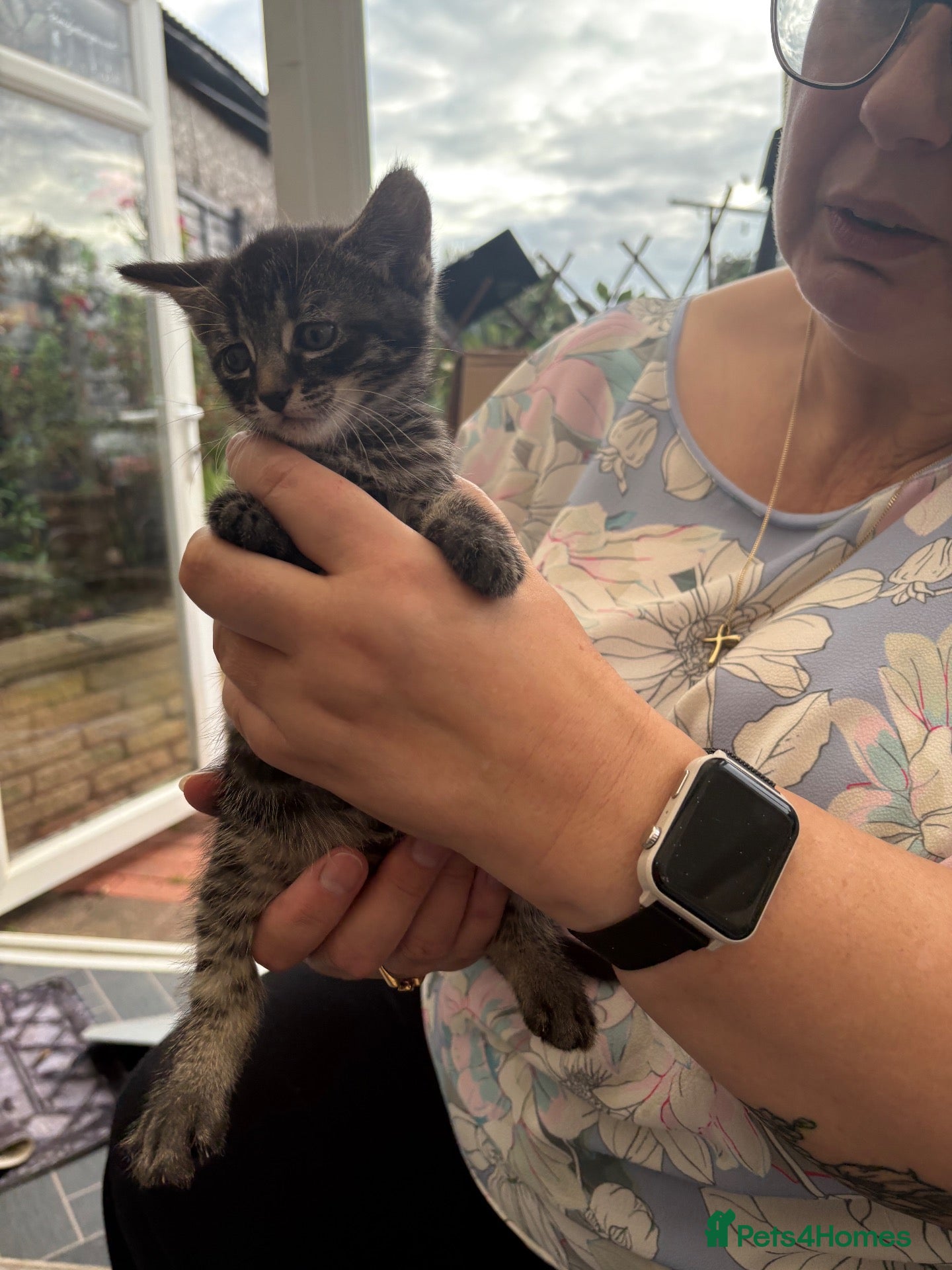 Mixed Breed cats 5 Beautiful kittens ready for their forever homes - Advert 17