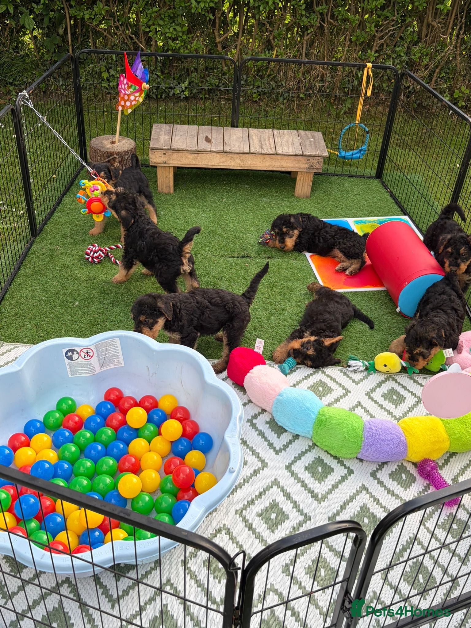 Airedale Terrier dogs ⭐️ KC AIREDALE PUPS FROM LICENSED BREEDER ⭐️ - Advert 2