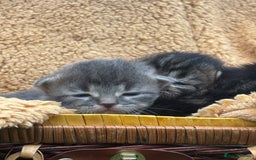 Maine Coon cats for sale: Maincoon cross kittens  - Image 12