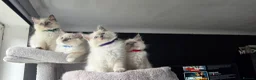 Ragdoll cats for sale: Ragdoll kittens  - Advert 5