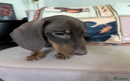 Miniature Dachshund dogs for sale: Miniature Dachshund Puppies for Sale to good home. in Oldham - Image 2