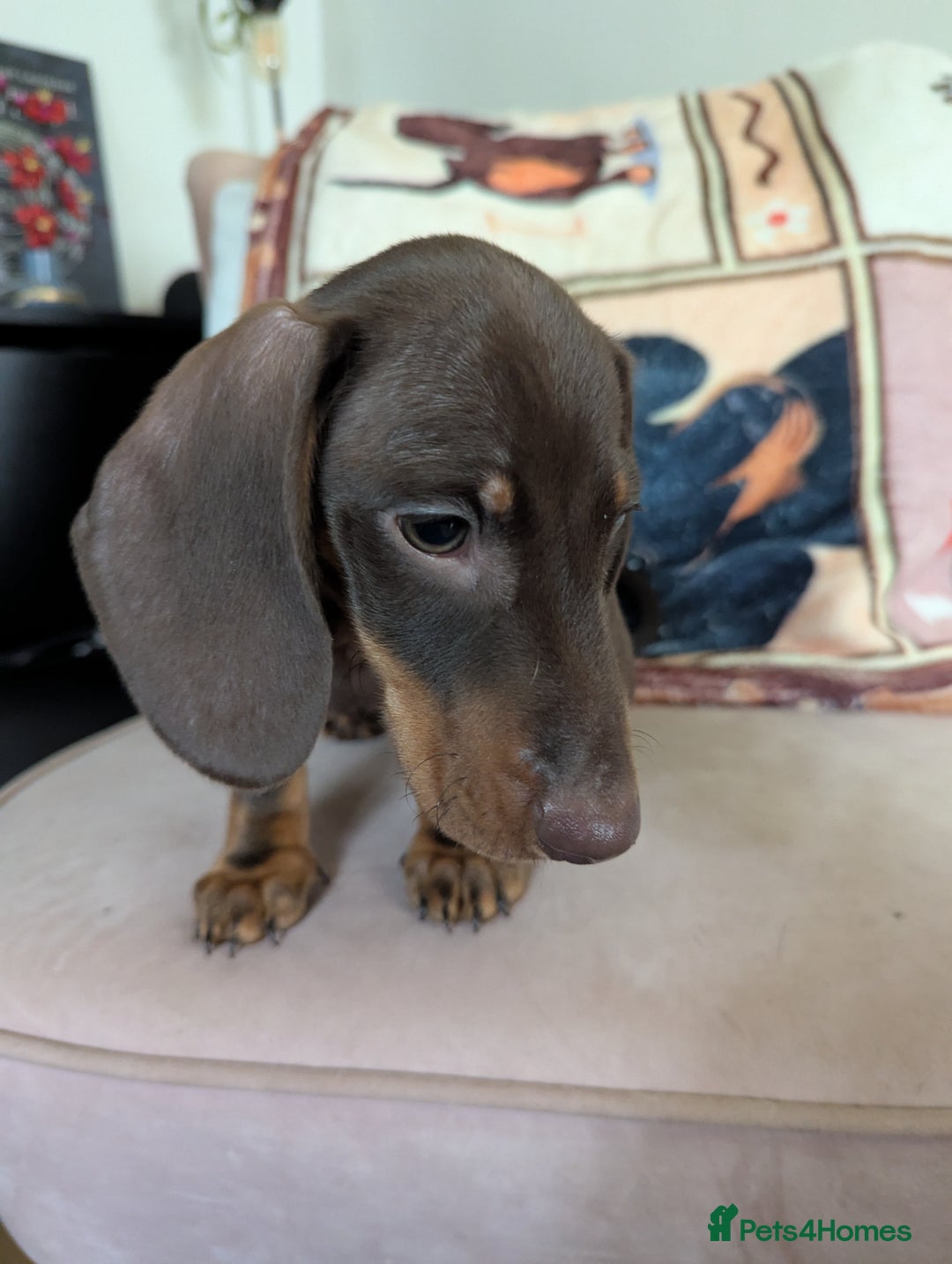 Miniature Dachshund dogs for sale: Miniature Dachshund Puppies for Sale to good home. in Oldham - Image 2