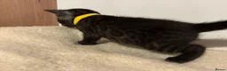 Bengal cats for sale: Pedigree Tica Bengal Kittens - Advert 34