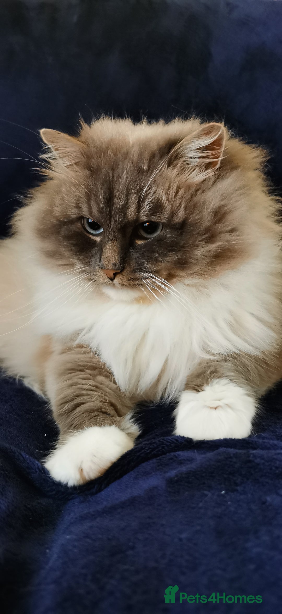 Siberian cats for sale: Registered Neva Masquerade Siberian kittens  - Image 3