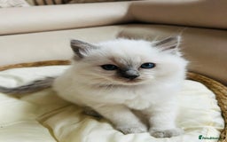 Ragdoll cats for sale: Ragdoll kittens  - Image 14