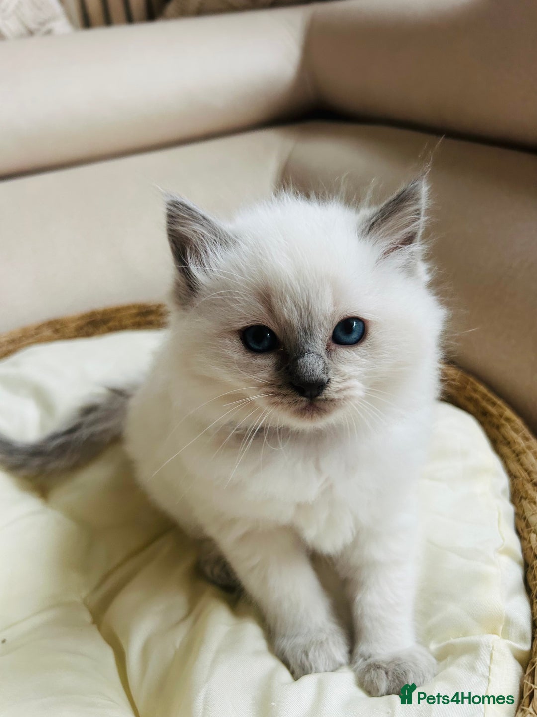 Ragdoll cats for sale: Ragdoll kittens  - Image 14
