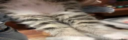 Mixed Breed cats for sale: Stunning Ragdoll / Bengal Mixed Kittens in Shipley - Advert 13