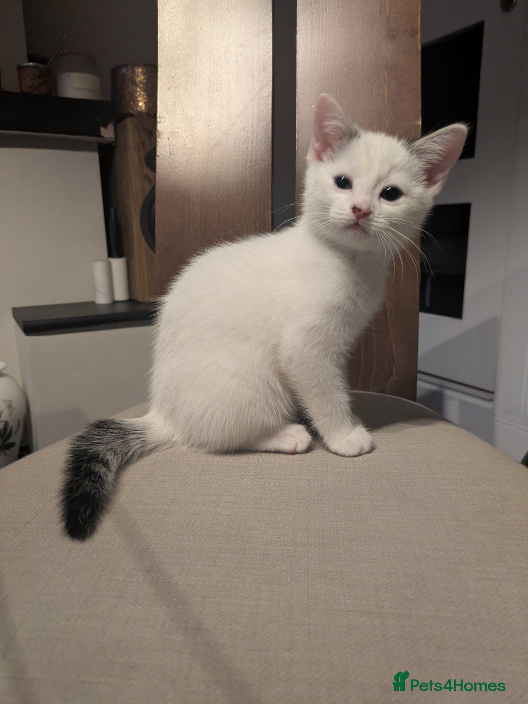 Mixed Breed cats for sale: Beautiful kitten  - Advert 2