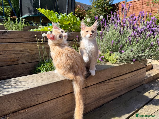 Maine Coon cats in Wellingborough - Advert 1