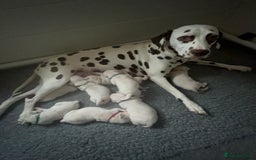 Dalmatian dogs for sale: LouAbidora  - Image 2