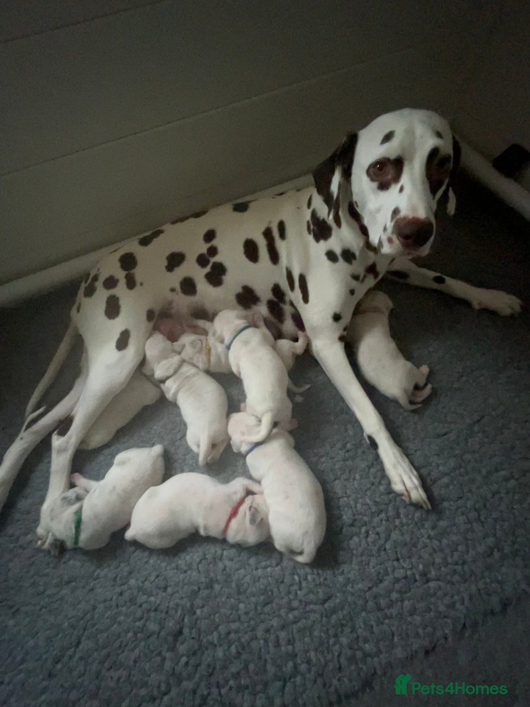 Dalmatian dogs for sale: LouAbidora  - Image 2