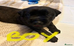 Mixed Breed dogs for sale: Rottie Corso for sale  - Image 7