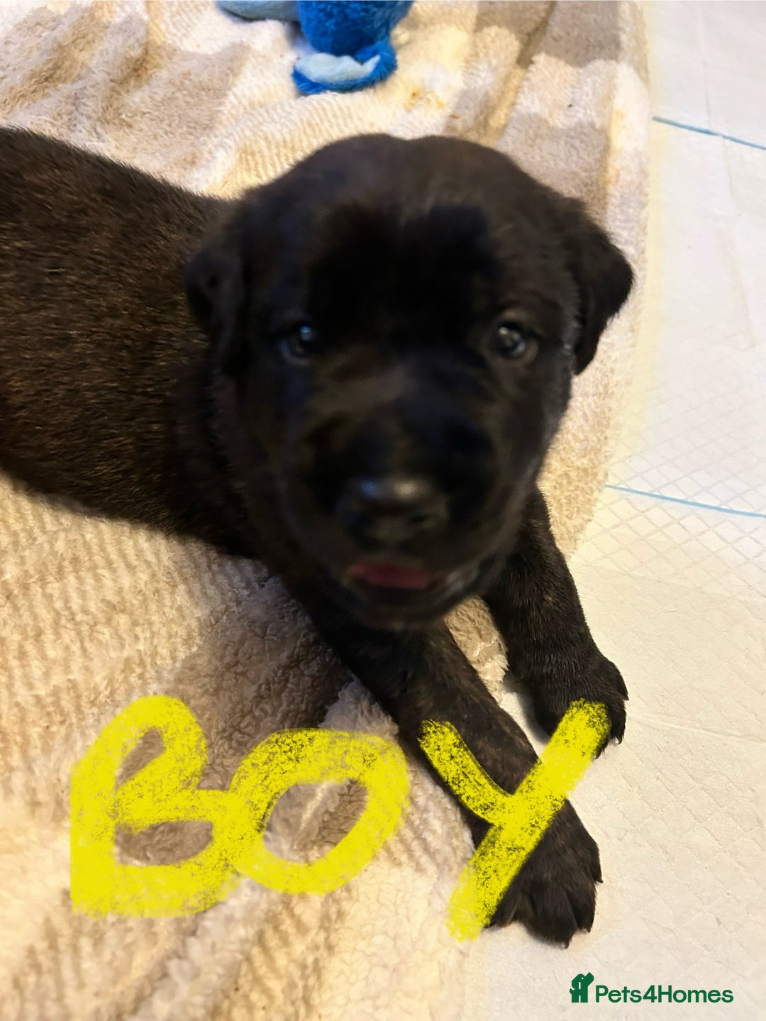 Mixed Breed dogs for sale: Rottie Corso for sale  - Image 7