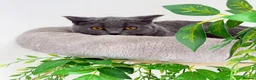 British Shorthair cats for sale: British short hair boy- GCCF registered - Advert 7