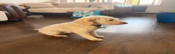 Miniature Poodle dogs for sale: 8yr Old Male KC registered miniature poodle in Stoke-on-Trent - Advert 3