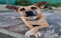 German Shepherd dogs for adoption: Kerry - the unluckiest dog at 2nd Chance - Image 8