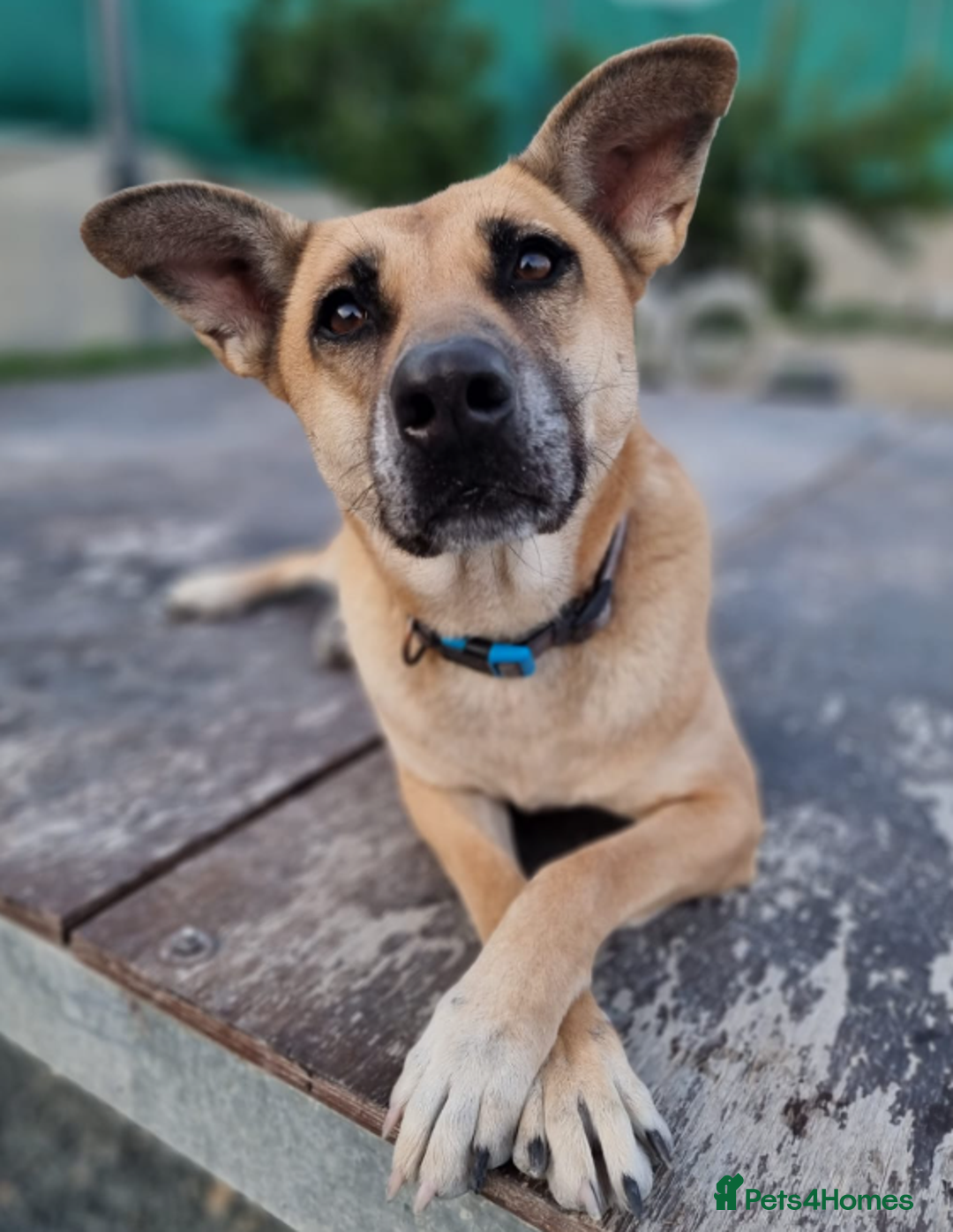 German Shepherd dogs for adoption: Kerry - the unluckiest dog at 2nd Chance - Image 8