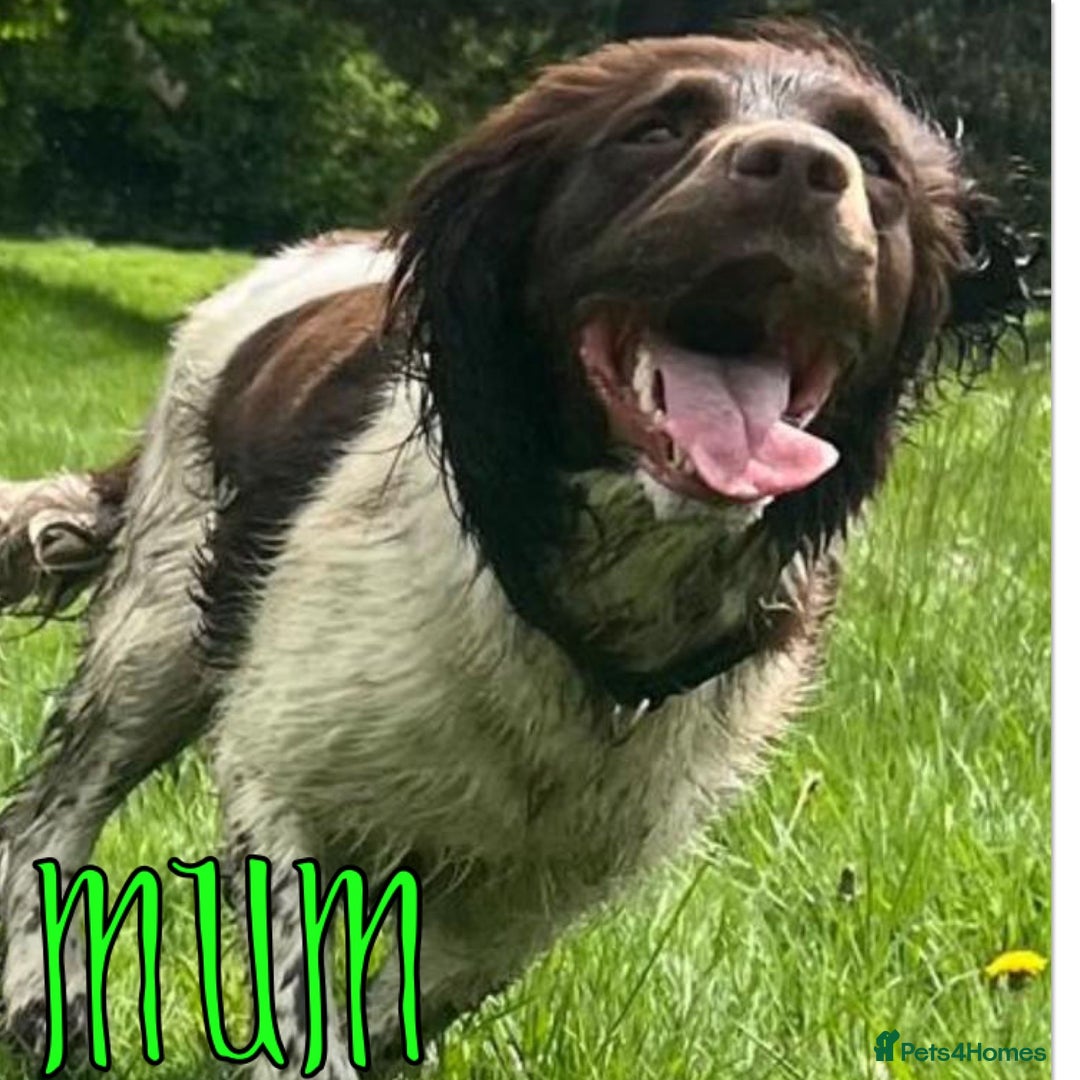 English Springer Spaniel dogs for sale: Exceptional English Springer Spaniels. - Image 5
