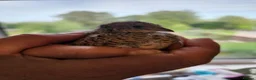 Quail poultry for sale: Female Chinese Painted Button Quail in Flint - Advert 1
