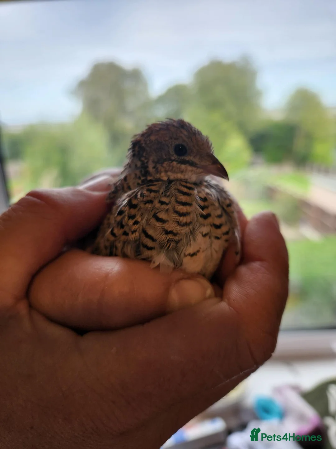 Quail poultry for sale: Female Chinese Painted Button Quail in Flint - Advert 1