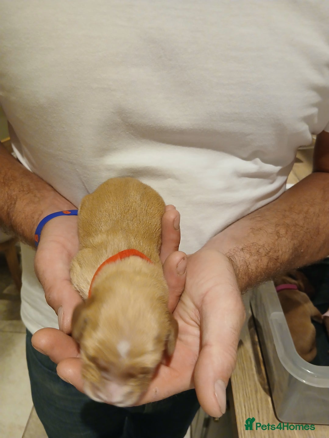 Golden Retriever dogs for sale: Fox Red Golden Retriever Puppies for sale - Image 11