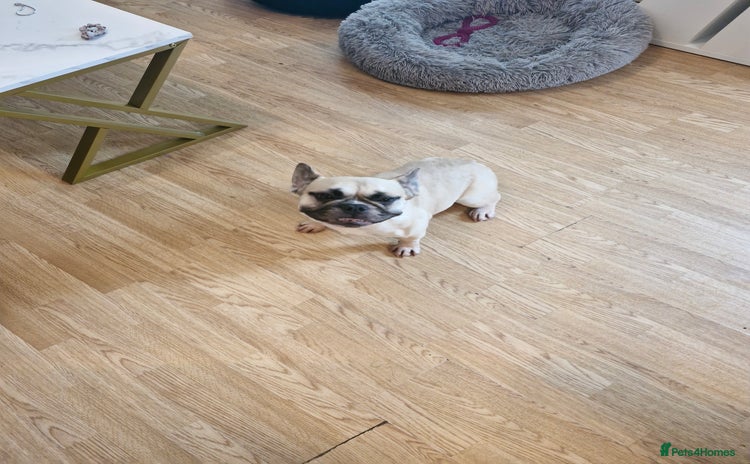 French Bulldog dogs - Advert 3