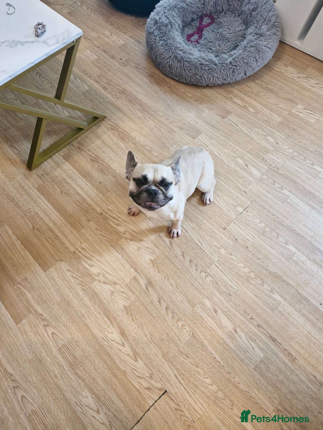 French Bulldog dogs for sale: Frenchie needs good home - not around children - Image 1
