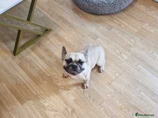 French Bulldog dogs - Advert 1