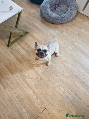 French Bulldog dogs - Advert 5