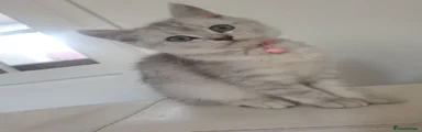 Scottish Fold 1