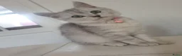 Scottish Fold cats for sale: Pure bred Scottish fold - Advert 21