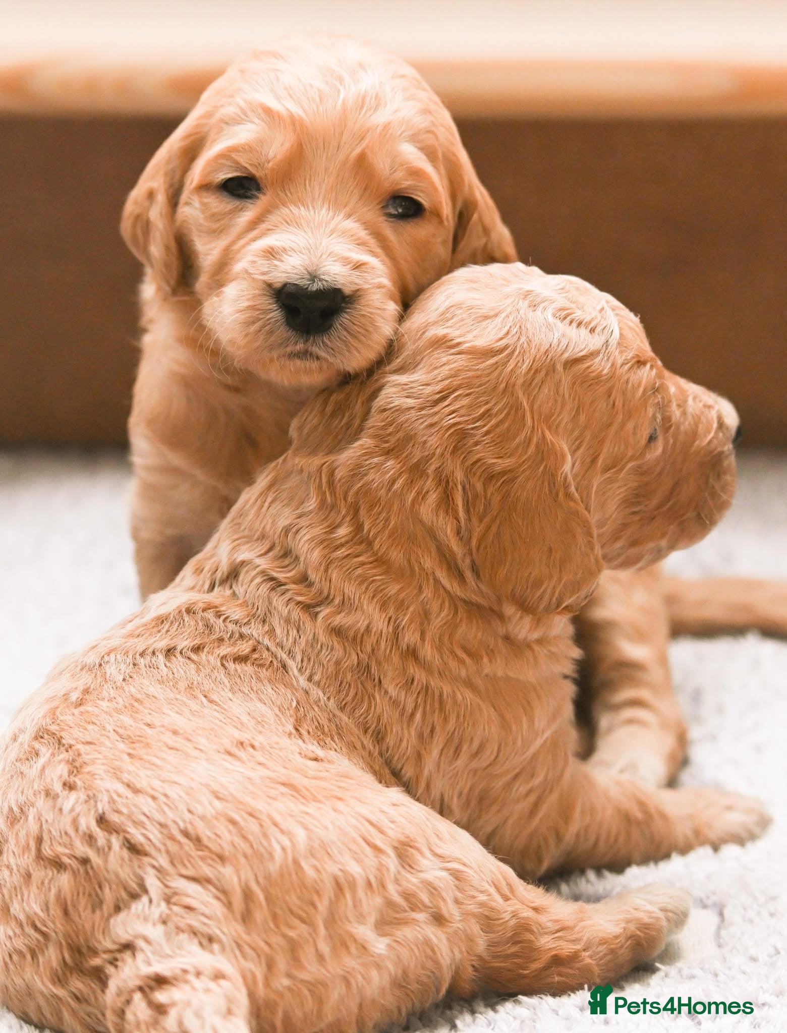 Double Doodle dogs for sale: Beautiful double/golden doodles from family pet - Advert 11