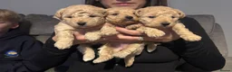 Poochon dogs for sale: Beautiful Poochon Puppies  - Advert 1