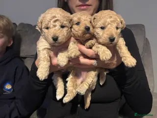 Poochon dogs Beautiful Poochon Puppies - Advert 1