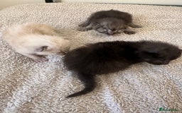 Ragdoll cats for sale: RAGDOLL X KITTENS  - Image 4