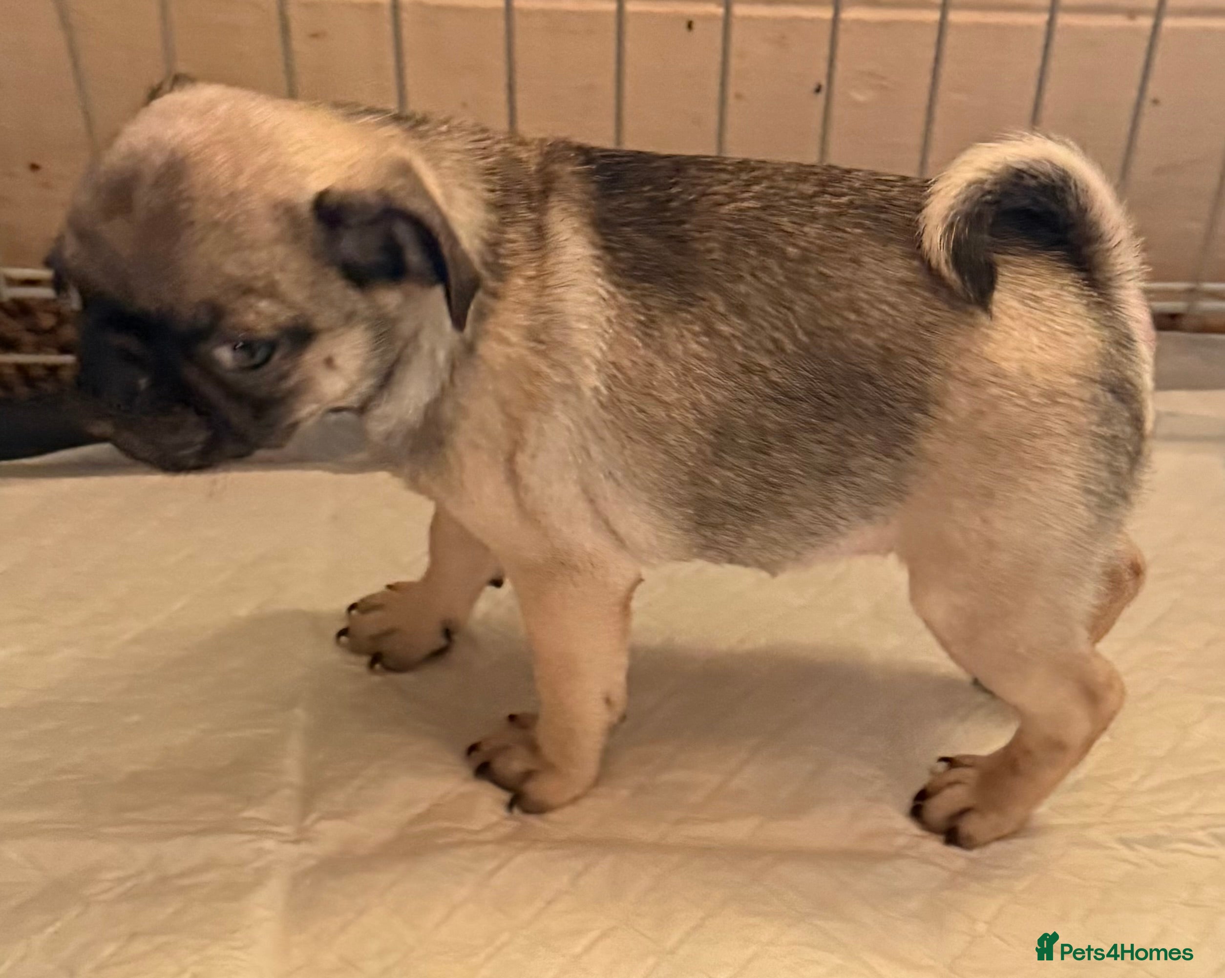 Pug dogs Male & Female Pug pups - Advert 3